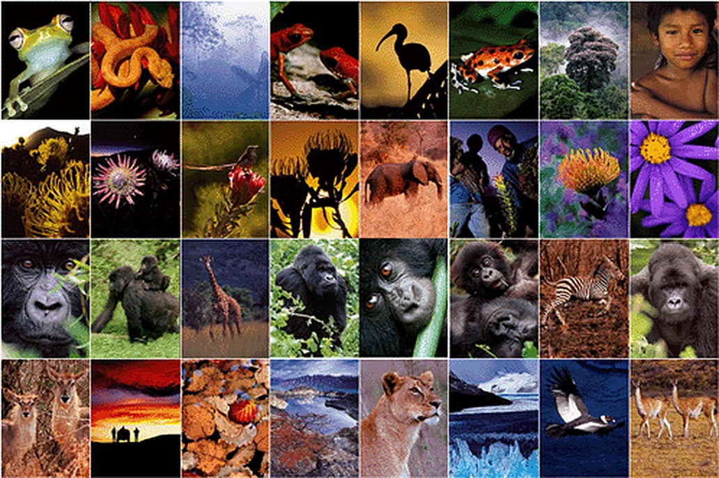 A grid of wildlife wallpaper images sold on wildlive!, including frogs, birds, gorillas, flowers and lions